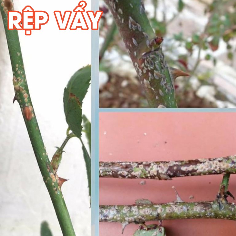 Hình ảnh Dầu neem oil Kobi hữu cơ, nguyên chất, diệt bọ trĩ, nhện đỏ, rệp, sâu, bảo vệ cây hoa hồng, phong lan, ép lạnh -100ml #7