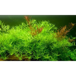 Hình ảnh cây thủy sinh vảy ốc xanh - rotala green - dễ trồng không cần co2