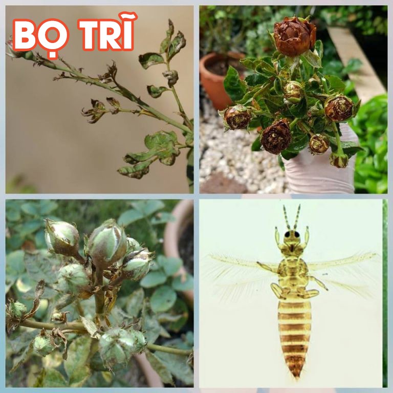 Hình ảnh Dầu neem oil Kobi hữu cơ, nguyên chất, diệt bọ trĩ, nhện đỏ, rệp, sâu, bảo vệ cây hoa hồng, phong lan, ép lạnh -100ml #3