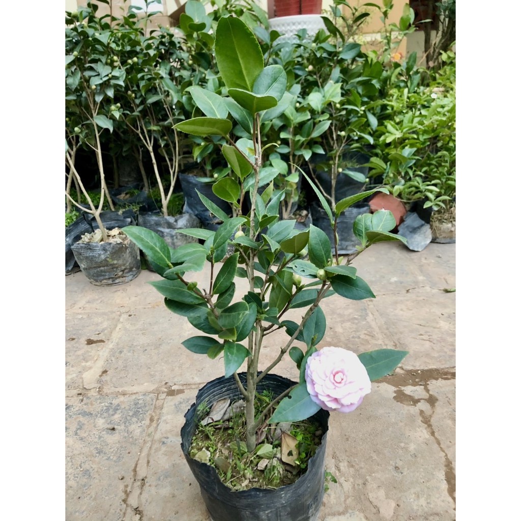 Cây trà my phấn cung đình - THẾ GIỚI HOA CÂY CẢNH - cao 40-50cm