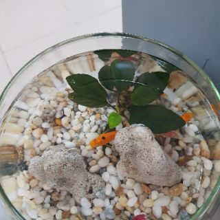 Bể cá mini