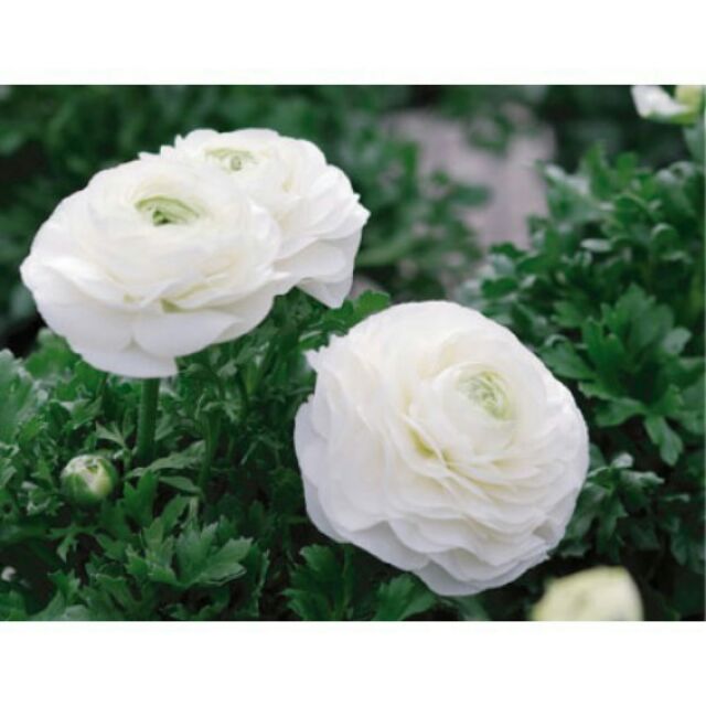 10 hạt hoa hồng mao lương - HỒNG RI BA TƯ