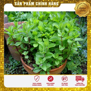 Bộ gói hạt giống Húng bạc hà (húng lủi)