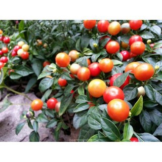 HẠT ỚT KIỂNG QUẢ TRÒN - GÓI 0,3 GRAM