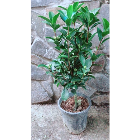 Cây Trà My Hàng Hoa Đẹp