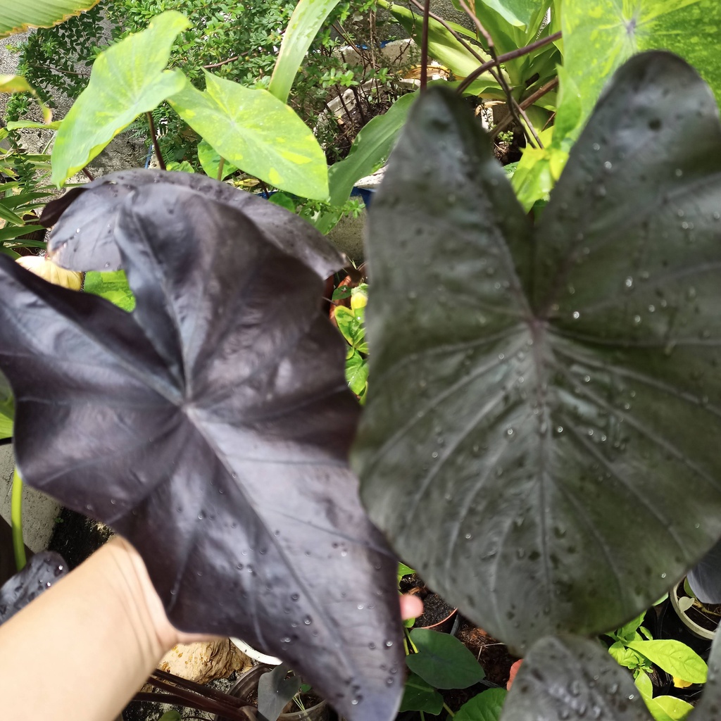 Cây colocasia black beauty