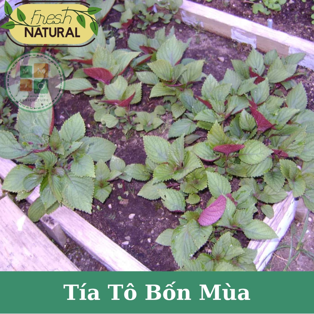 Hạt giống tía tô bốn mùa
