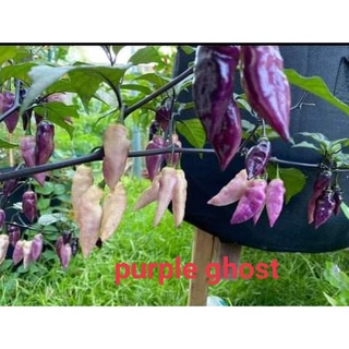 Ớt Ghost, Cây giống cao 20-30cm (Purple Ghost,  White Ghost, Ghost Ogrange jami)