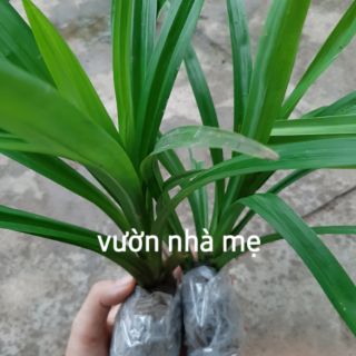 combo 5 cây lá dứa ( lá nếp ) link rễ trần
