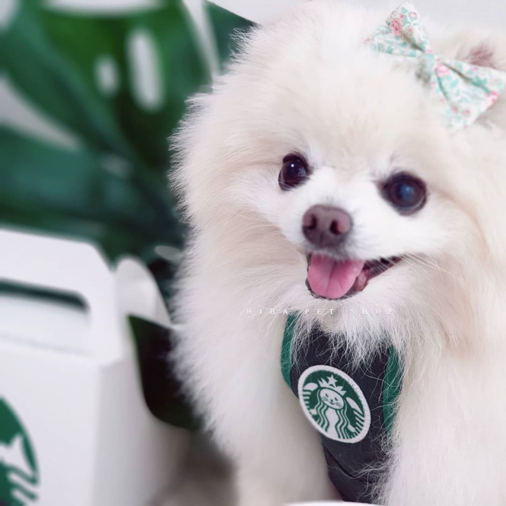 Yếm Starbucks Hàn Quốc Dễ Thương Quần Áo Cho Chó Đeo Bụng Tạp Dề Khăn Mũ Sinh Nhật Mèo.