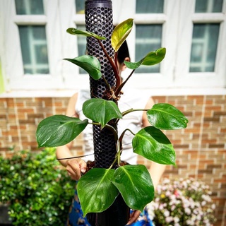 Trầu Bà | Philodendron White Knight