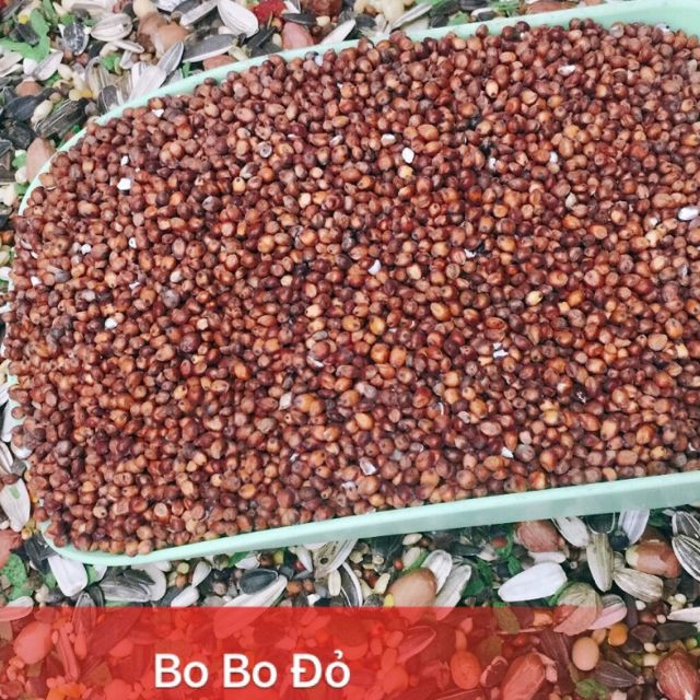 Hạt bo bo đỏ 1kg - thức ăn cho Hamster, Chim...