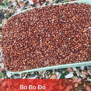 Hạt bo bo đỏ 1kg - thức ăn cho Hamster, Chim...