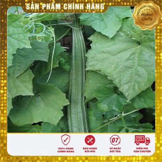 Hạt Giống Mướp Khía Thái Lan(10 hạt)