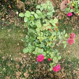 Cây triết hoa hồng ngoại