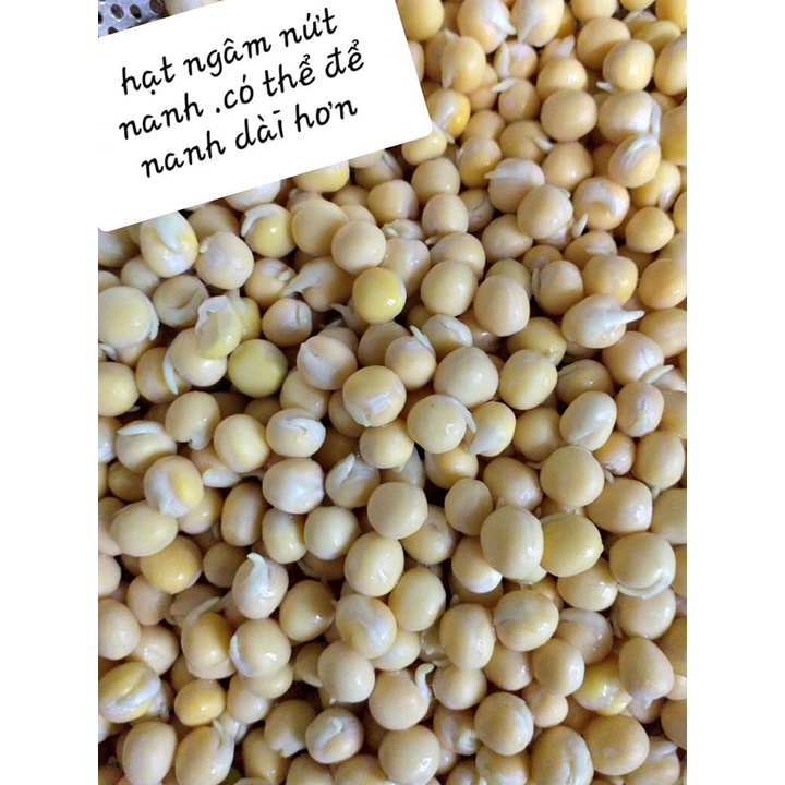 100 GR HẠT GIỐNG RAU MẦM ĐẬU HÀ LAN