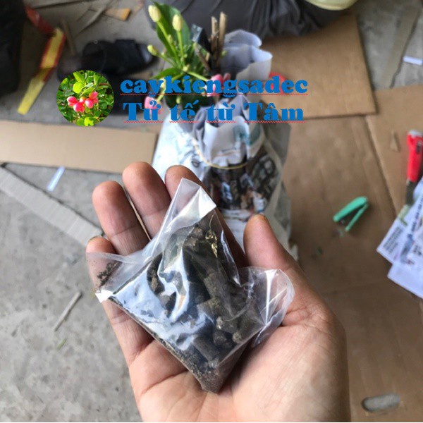 Caykiengsadec - Phân hữu cơ tan chậm-hoa kiểng lá-trang trí nội thất cảnh quan sân vườn ngoài trời