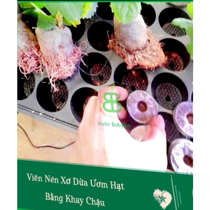 COMBO 10 Viên Nén Sơ Dừa Ươm Cây Giống, Hạt Giống