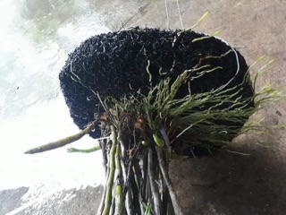 DỚN ĐĨA GHÉP LAN