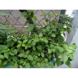 3 Cây giống rau Ngót Nhật