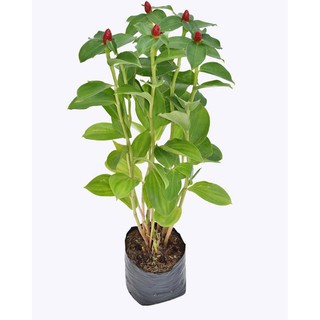 Cây Phúc lộc thọ