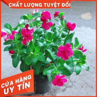 Hoa Dừa Cạn Màu Hồng (có hoa sẵn)