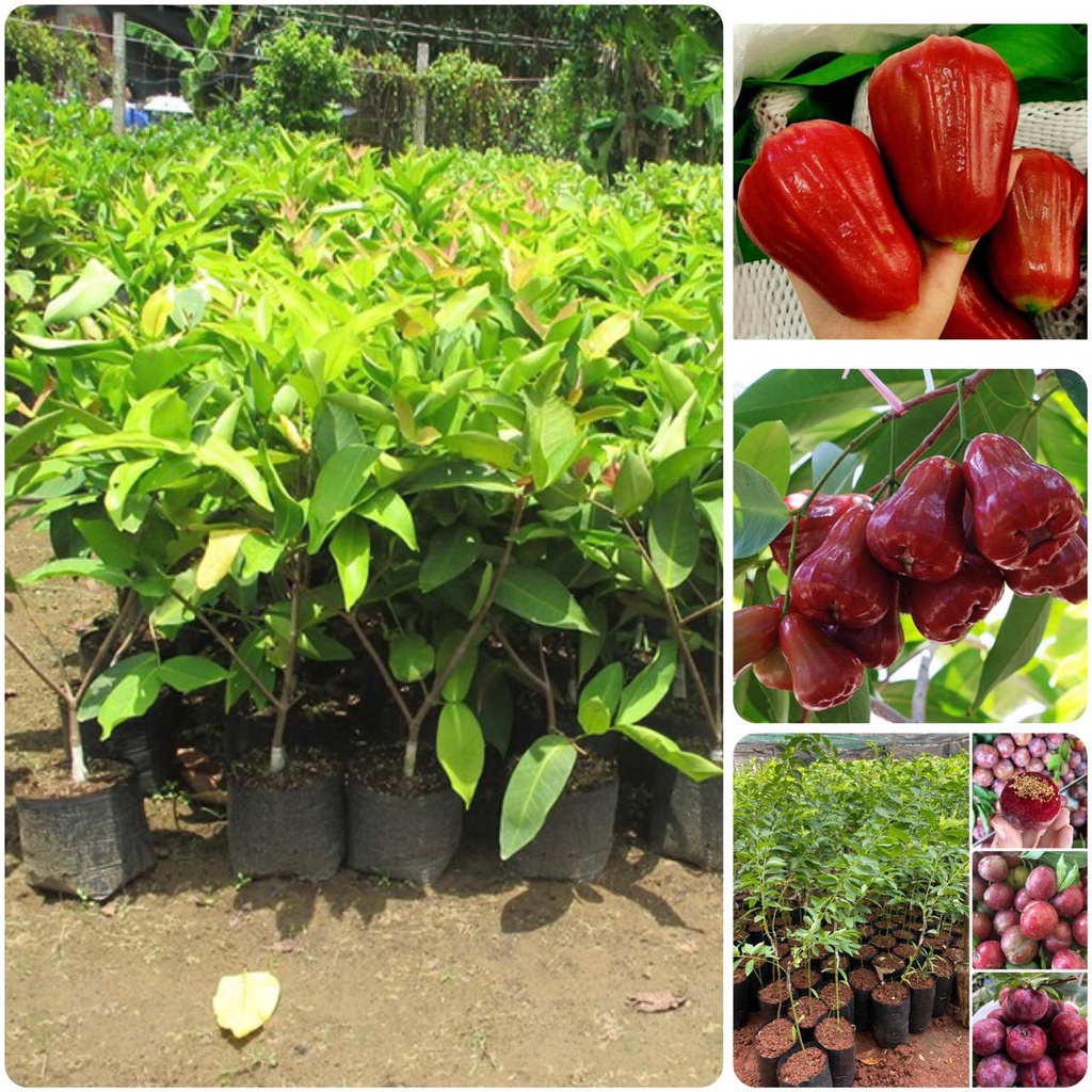 Cây giống Mận Roi Trắng sữa. .