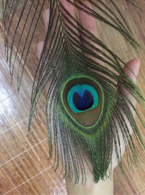 Lông công xanh thật 100% -mắt đại - 88cm | BigBuy360 - bigbuy360.vn