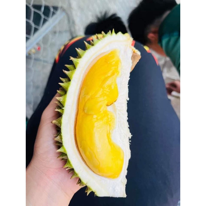 Cây Giống Sầu Riêng musangking