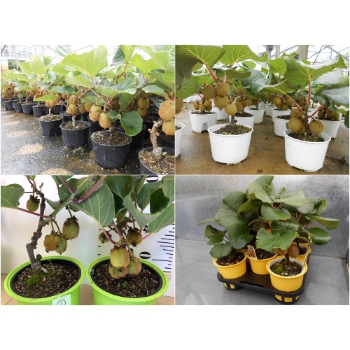 20H - #Hạt_Giống_Kiwi_Lùn_Giàu_Dinh_Dưỡng
