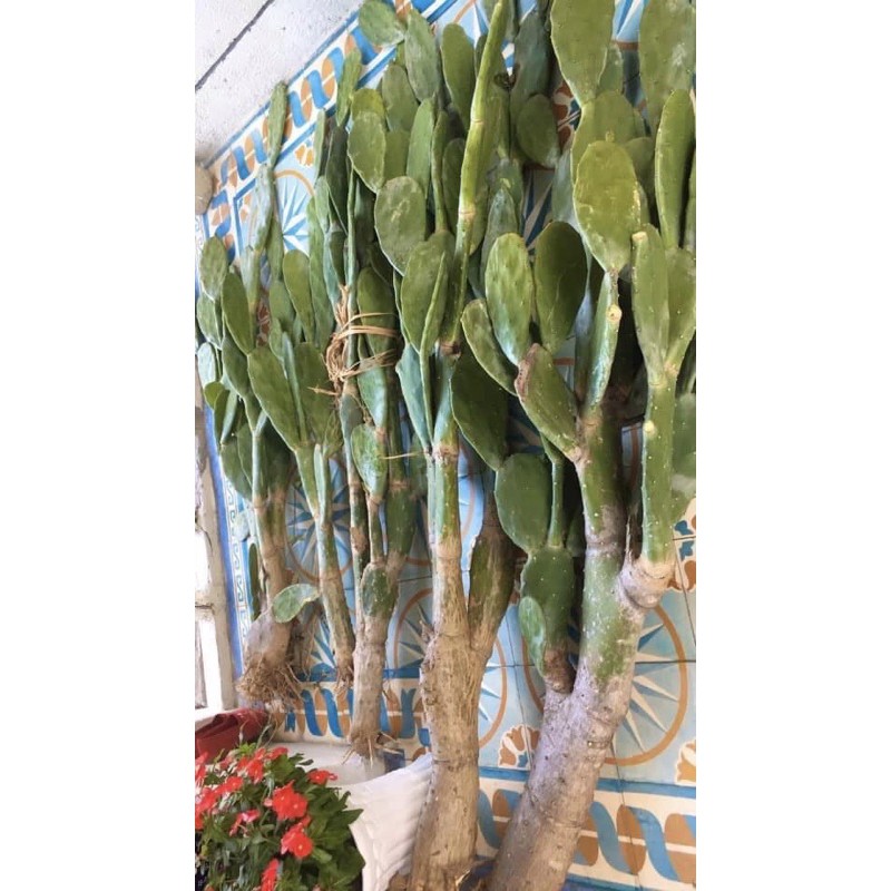 Xương rồng tai thỏ