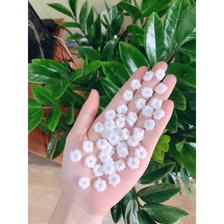 hoa đậu cánh mềm