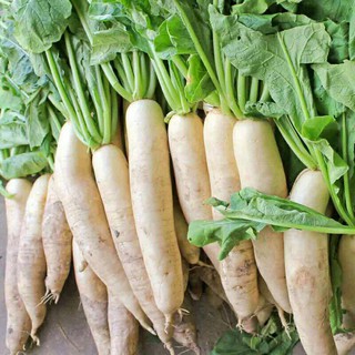 hạt giống củ cải trắng