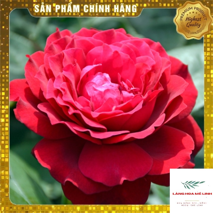 Hoa hồng Ngoại  Thân Gỗ Tree Janice Kellogg [SIÊU HOT 2021]  màu đỏ quyến rũ ,60 cánh, màu đỏ sậm , mùi thơm nhẹ