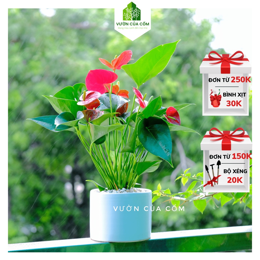 Cây Hồng Môn Đỏ để bàn kèm chậu sứ trắng có tạc dụng mang phong thủy tiền tài cho gia chủ