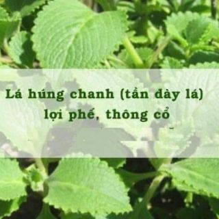 DẦU HÚNG CHANH MitriKids