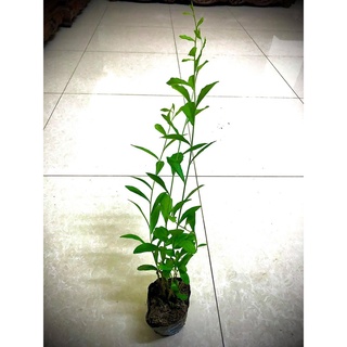 Cây cúc tần ấn độ cao 80 cm (ảnh thật).