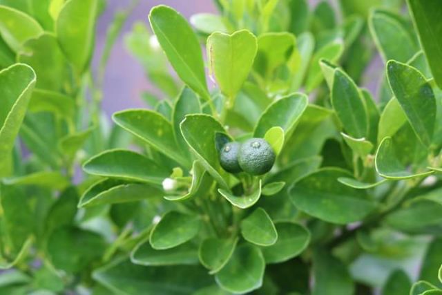 Tắc chua... đang hoa đang trái