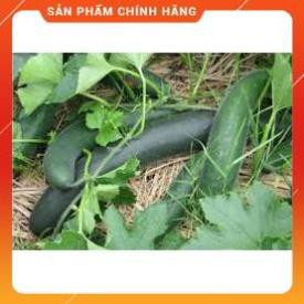 HẠT GIỐNG BÍ XANH CAO SẢN GÓI 10 GRAM