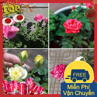 Combo 2 Gói Hạt Giống Hoa Hồng Tỷ Muội