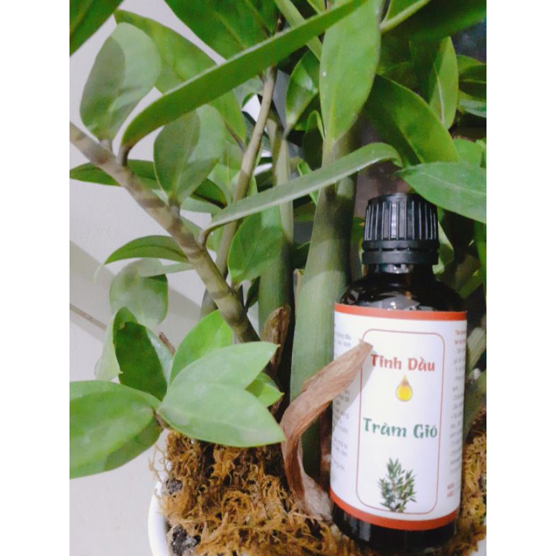 Tinh dầu tràm gió