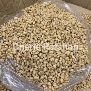 Cỏ mèo gói 100g