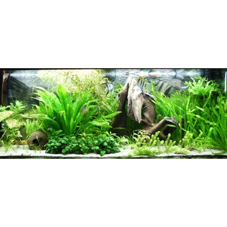 MÁY BƠM NƯỚC HỒ CÁ LIFETECH AP5600 (150W)