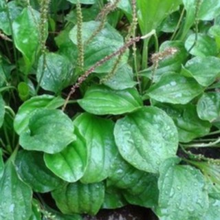 Hạt giống cây mã đề - Gói 2gram