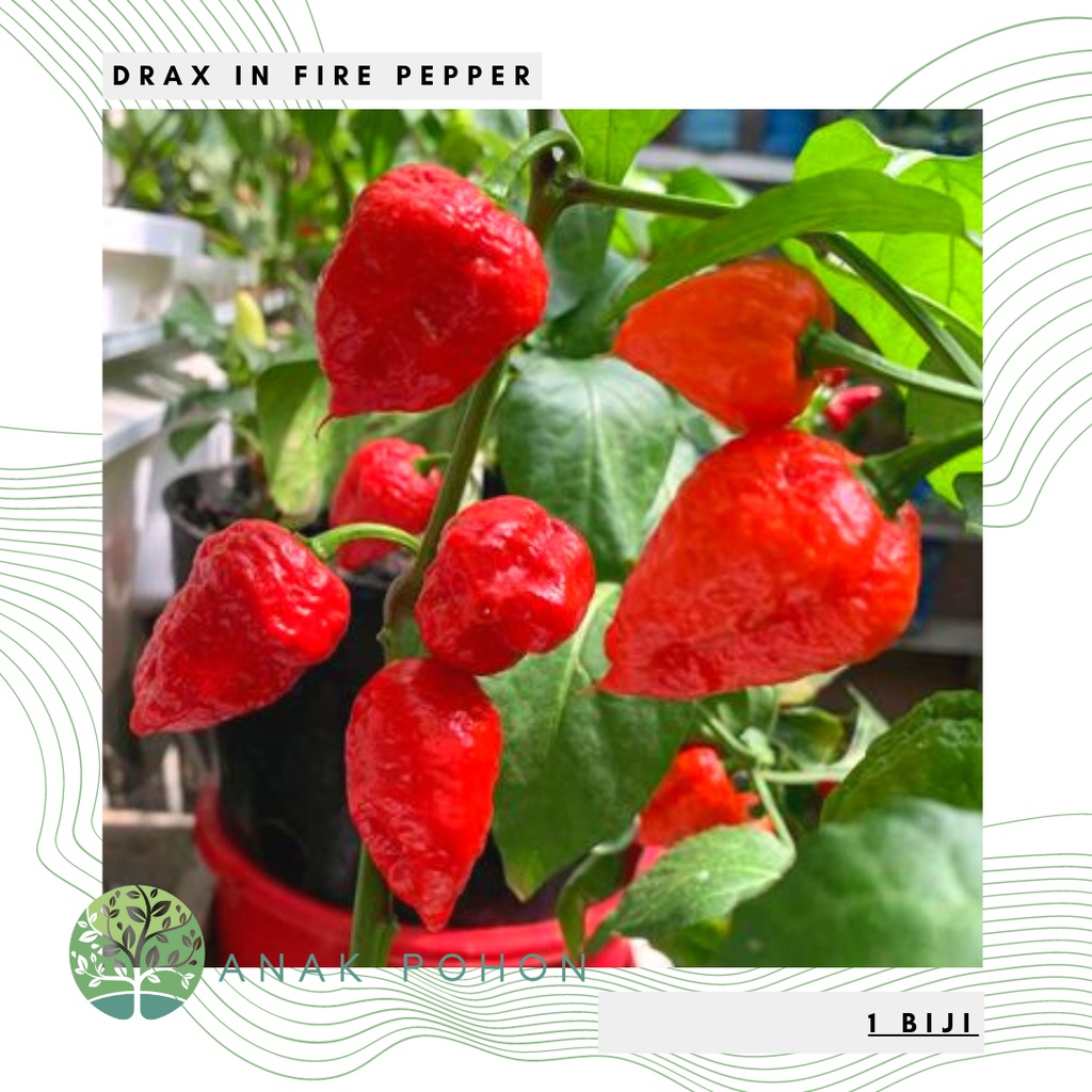 hạt ớt lửa Drax 15h
