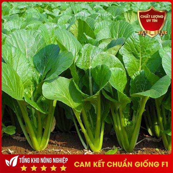 HẠT GIỐNG CẢI NGỌT VIET CHUẨN F1