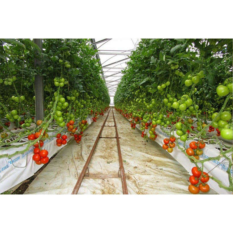 Phân tím BETTER NPK 16-12-8-11+TE gói 1kg