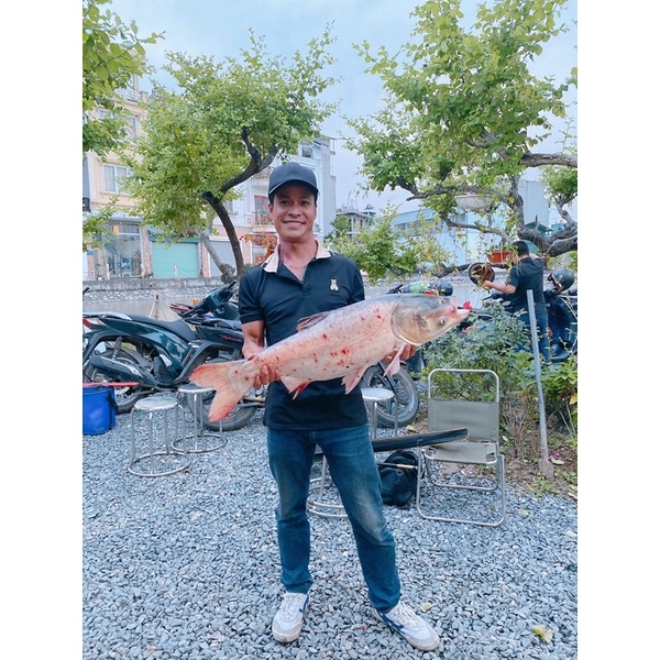 Mồi câu mè lá, Mè Bò 700gam +
