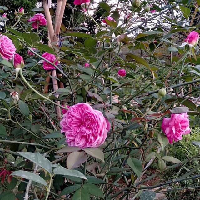 Hoa hồng cổ sapa rễ trần