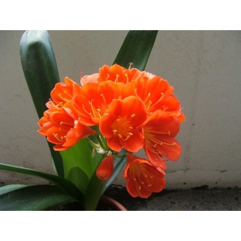 Củ hoa lan quân tử Chơi tết